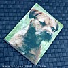 Border Terrier Magnetic Note Pad